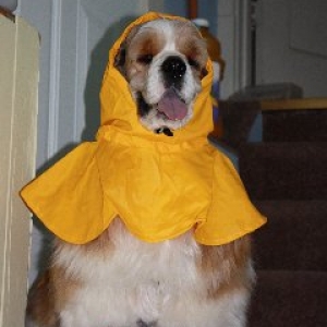 Bailey in his boots and rain coat