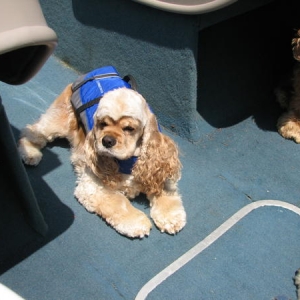 Media 'Tazer' in album 'my kids'