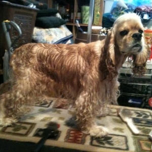 Wet hotsell cocker spaniel