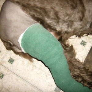A close up of her bandage. It will be on for about 2 weeks.