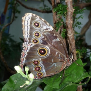 Butterfly Garden Woodland Park Zoo