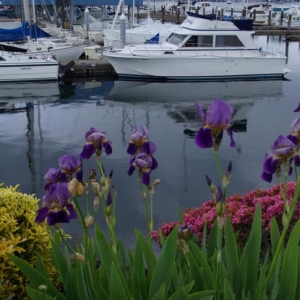 Harbour at Port Townsend