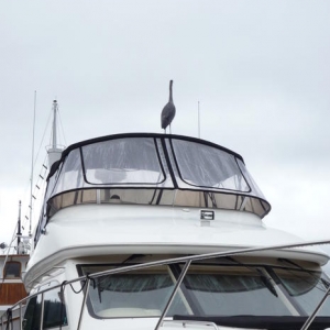 This Heron decided he liked our boat