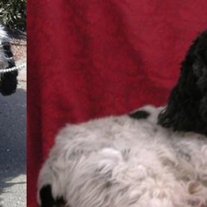 Before and After rescue, 2003, 2009