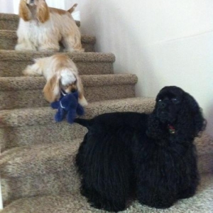 having fun on the stairs.  Fenway, Classy and Amelia.