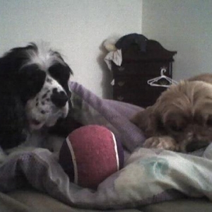 Cisco and Joey laying on the bed with Cisco's favorite toy. My aunt did a charcoal drawing of this pic.