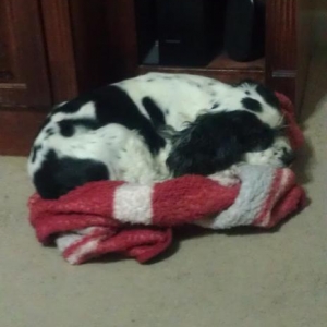 Cisco loves sleeping on fluffy blankets.