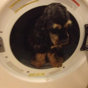 Rama discovering the dryer