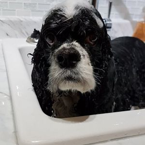 Bella bath