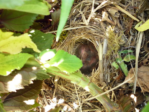 baby birds, can you believe there are four in there?