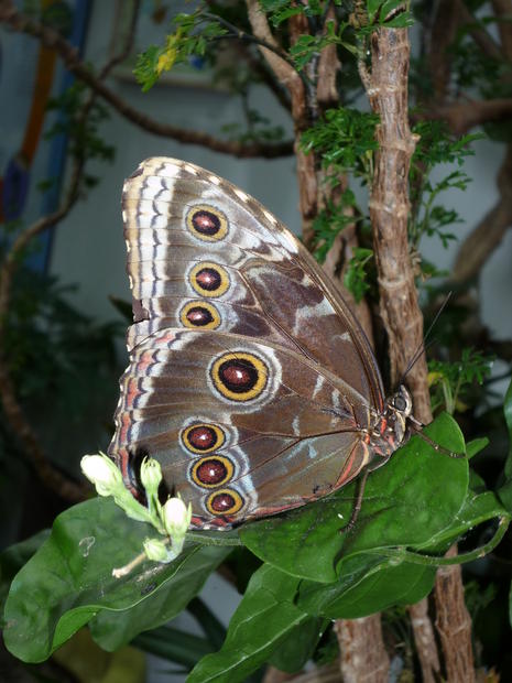 Butterfly Garden Woodland Park Zoo