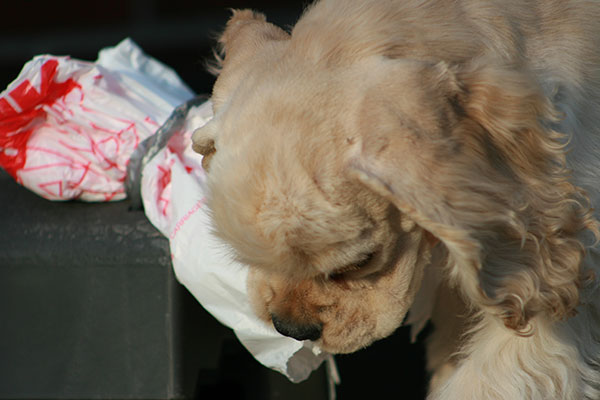 Date: 4/4/2009
Hoshi nibbling on a grocery bag.