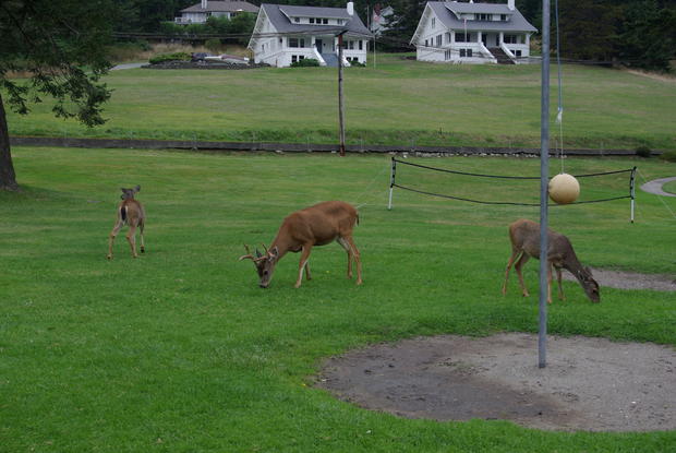 Deer Rosario