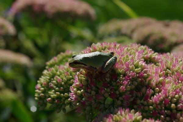 froggy on Sedum, about ready to bloom