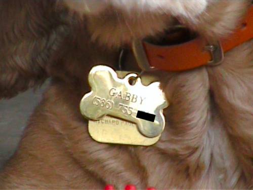 Gabby's New Tag: New gold dog tag from PetSmart