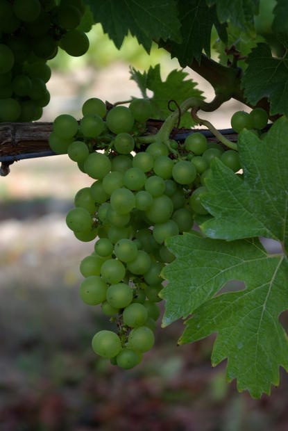 grapes at Winery