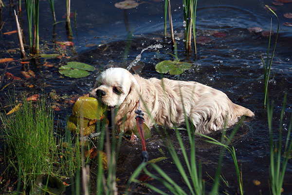 Location: Crosswinds Marsh, MI
Date: 5/25/2009
Hoshi retrieving lily pad