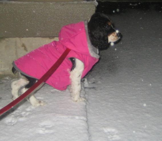 Lola in snow