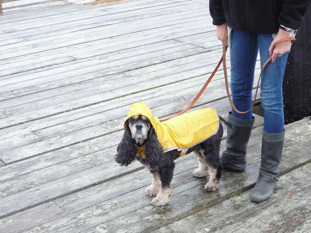 Maggie's new raincoat, it did get soggy a couple of days