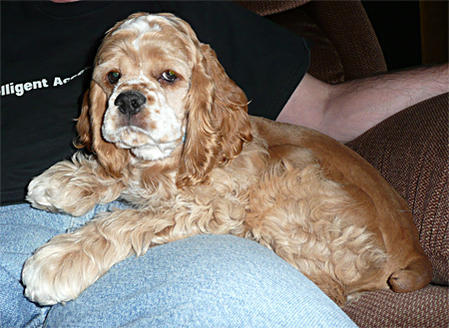 Max sitting on Mike's lap 14 wks old