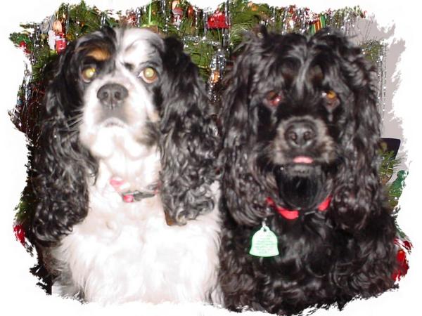 Merry Christmas from
Prissilla Rose and Pansy Belle
