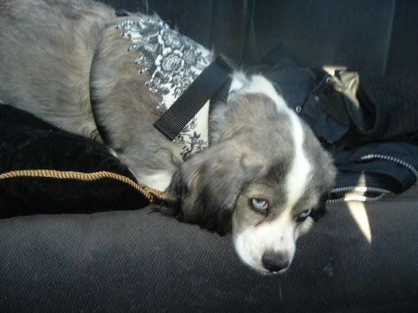 The car ride to her new home