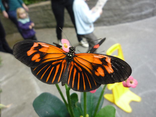 Woodland Park Zoo Butterfly Garden