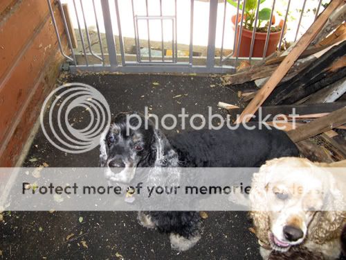 PepPogs.jpg