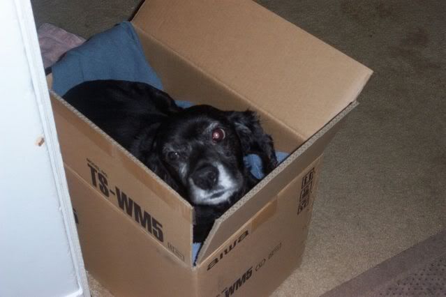 IsaacInWhatHeThinksIsHisNewBed2.jpg