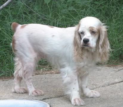 Cocker Grooming Pictures My Cocker Spaniel Forum