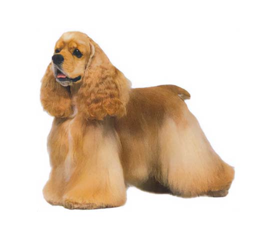 American Cocker Spaniel picture