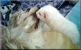 Bella & Daisy the ferret
