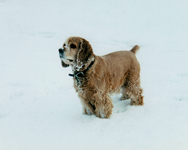 english cocker spaniel with tail